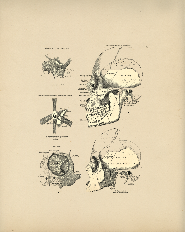 Skull Bones Print