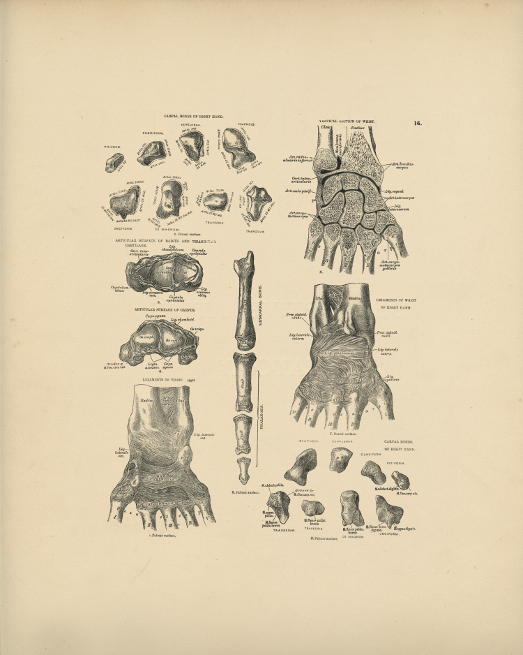 Hand Bones Print