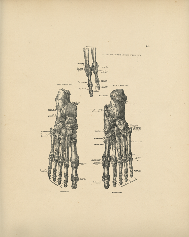 Foot Bones Anatomy Print