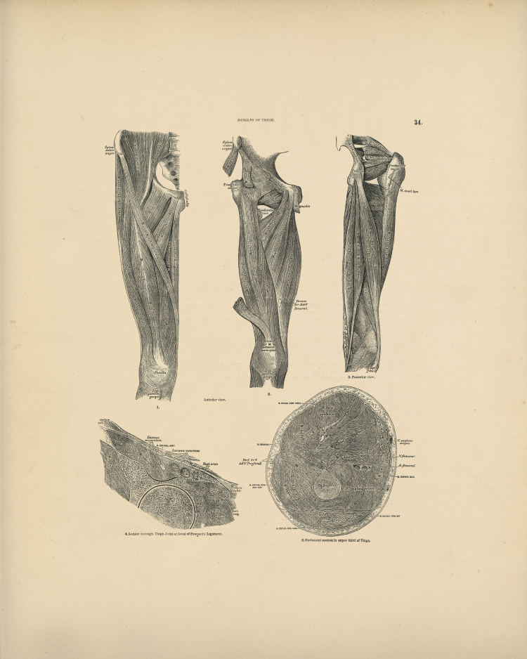 Leg Anatomy Print
