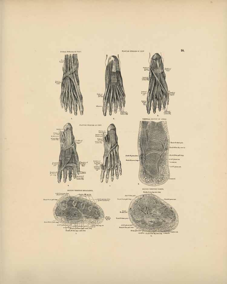 Foot Anatomy Print