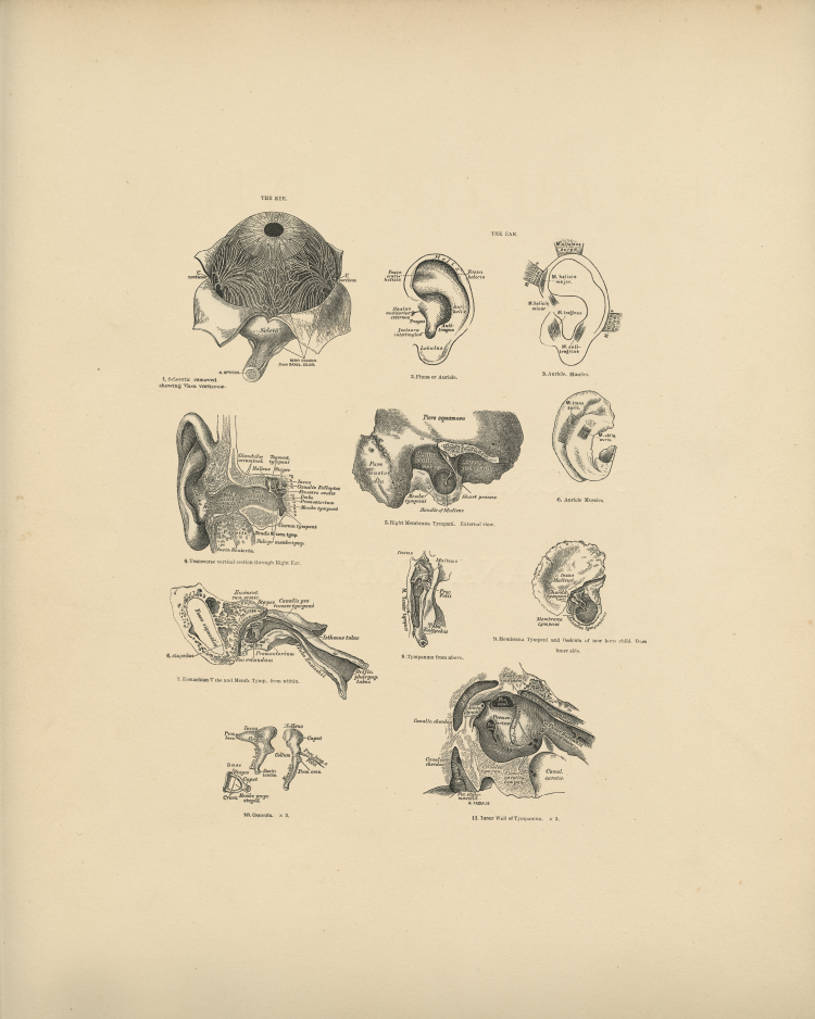 Ear Anatomy Print