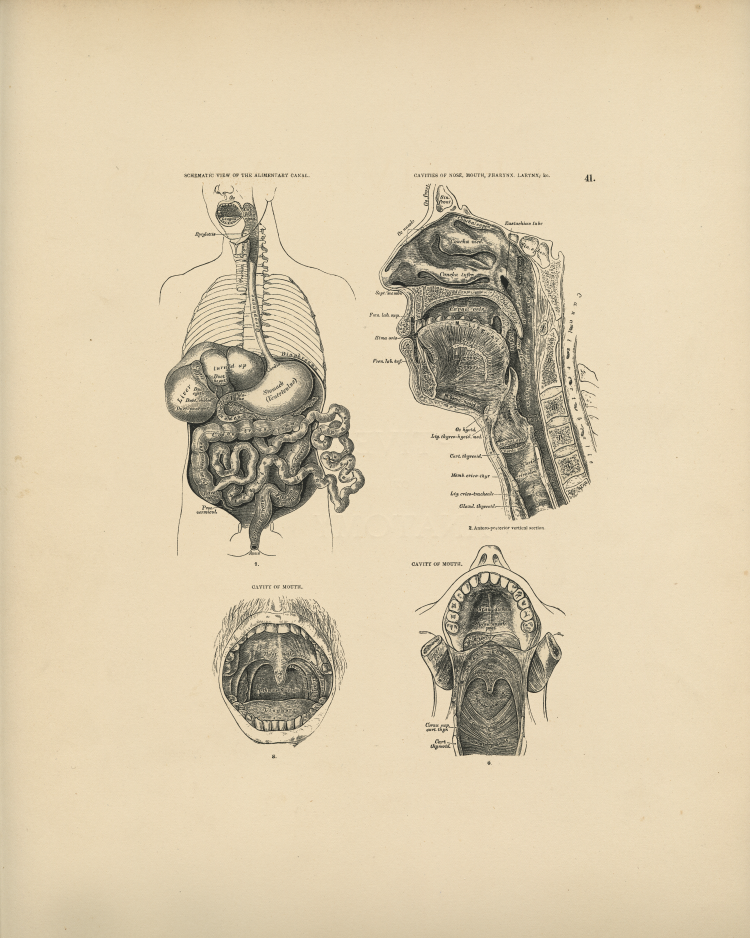 Internal Anatomy Print