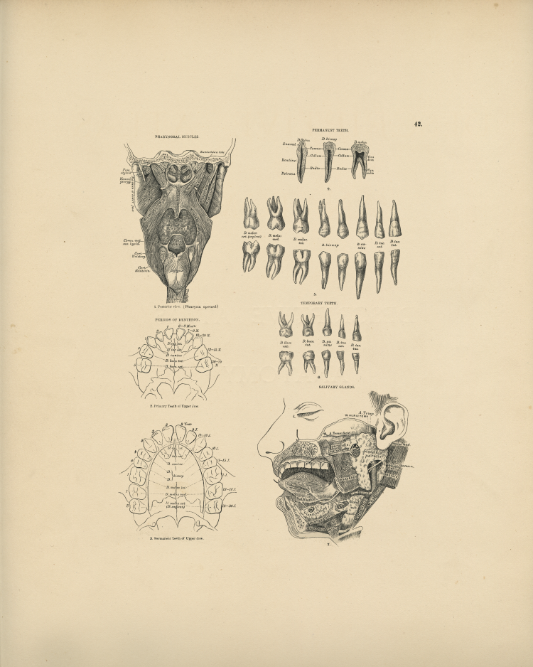 Dental Anatomy Print