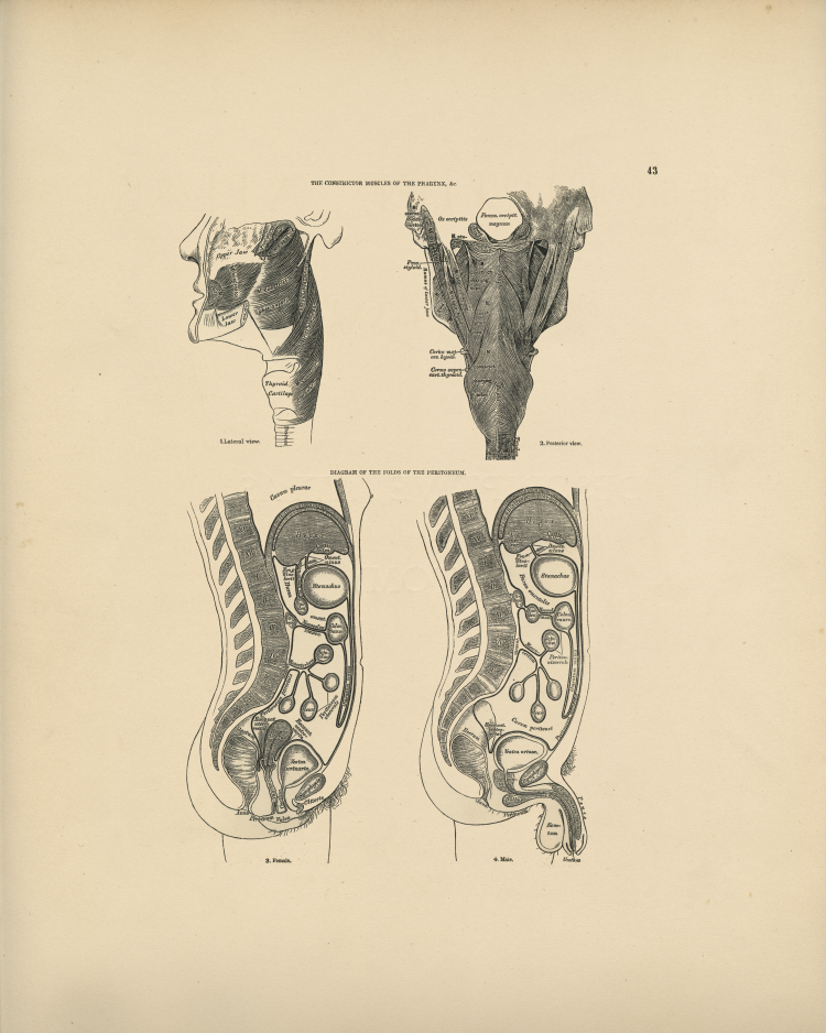 Internal Anatomy Print