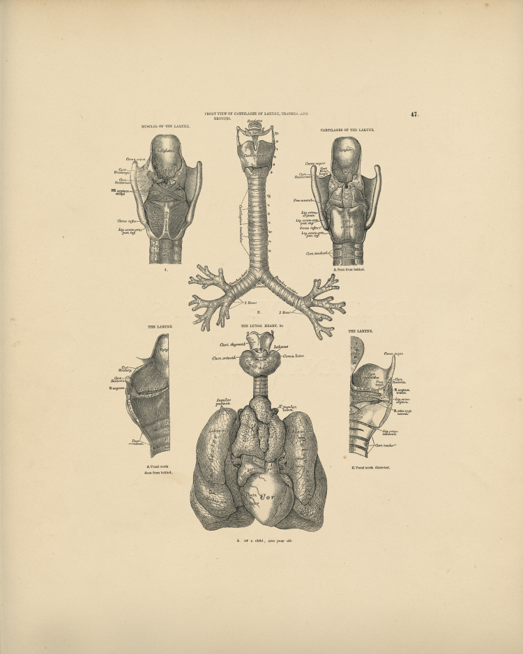Lung Anatomy Print