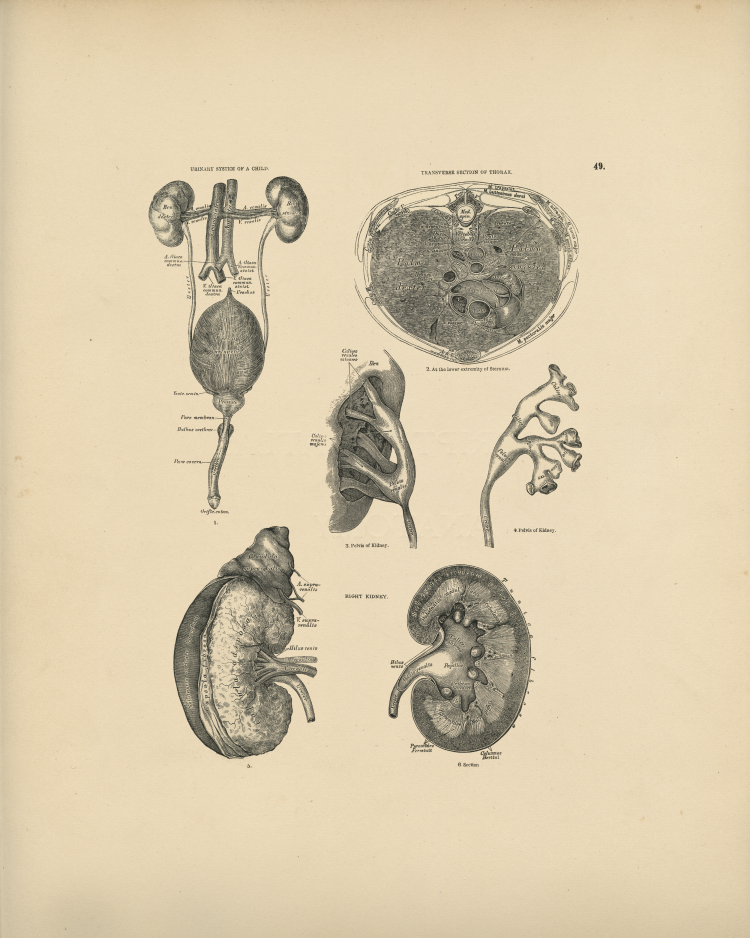 Kidney Anatomy Print