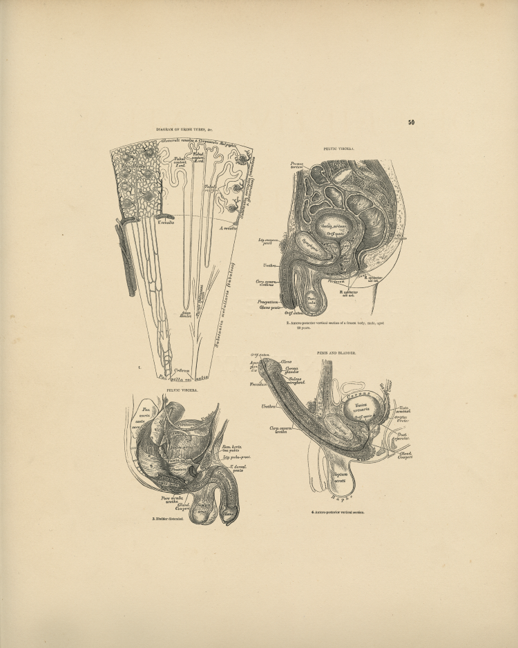 Male Anatomy Print