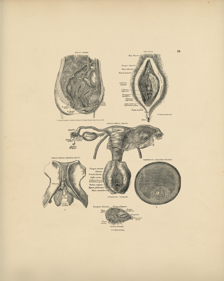 Female Anatomy Print