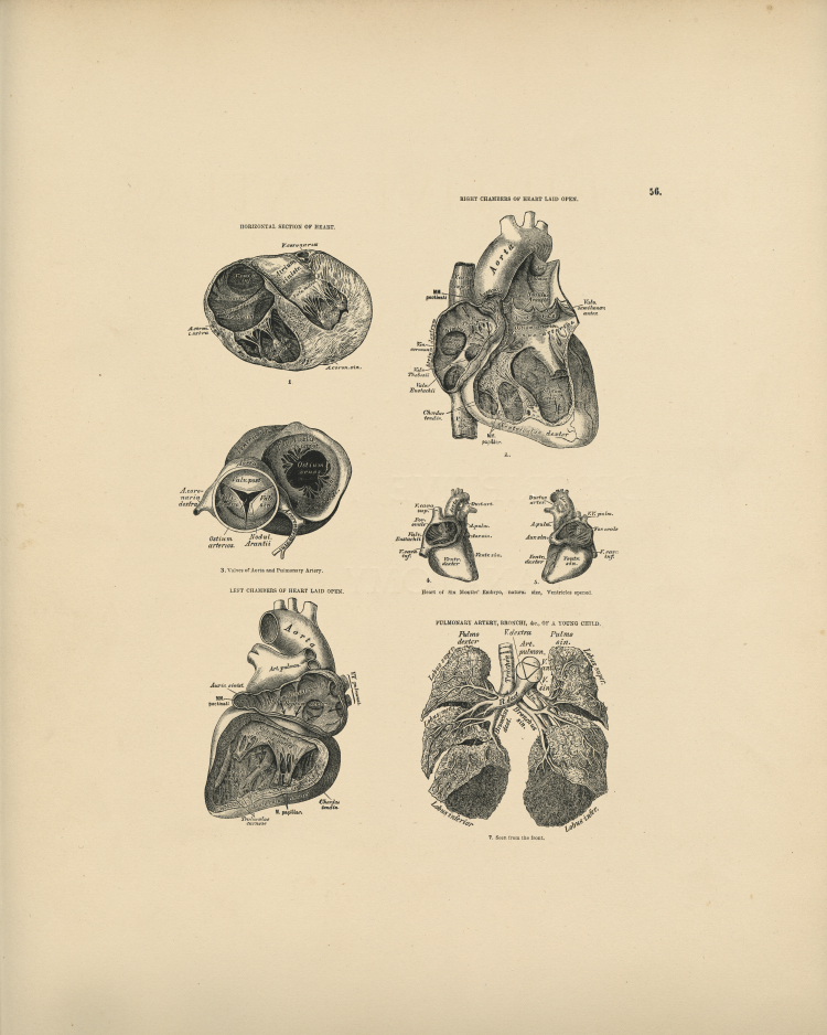 Heart Anatomy Print