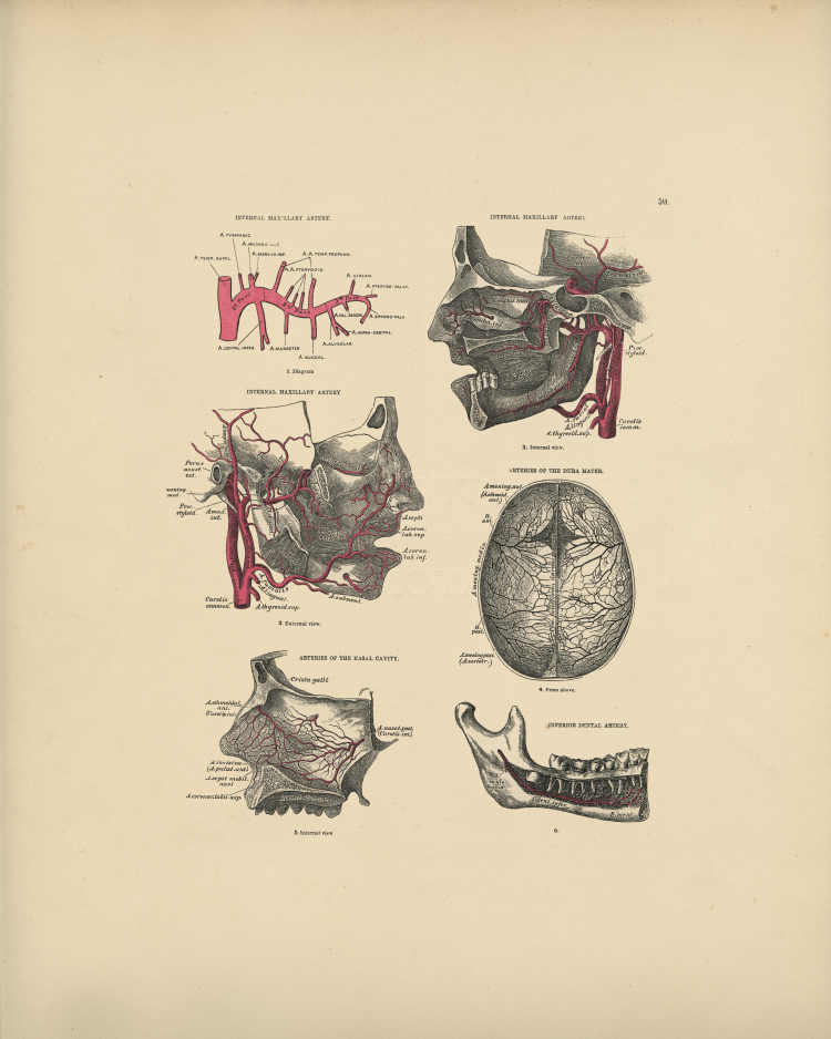 Artery Anatomy Print