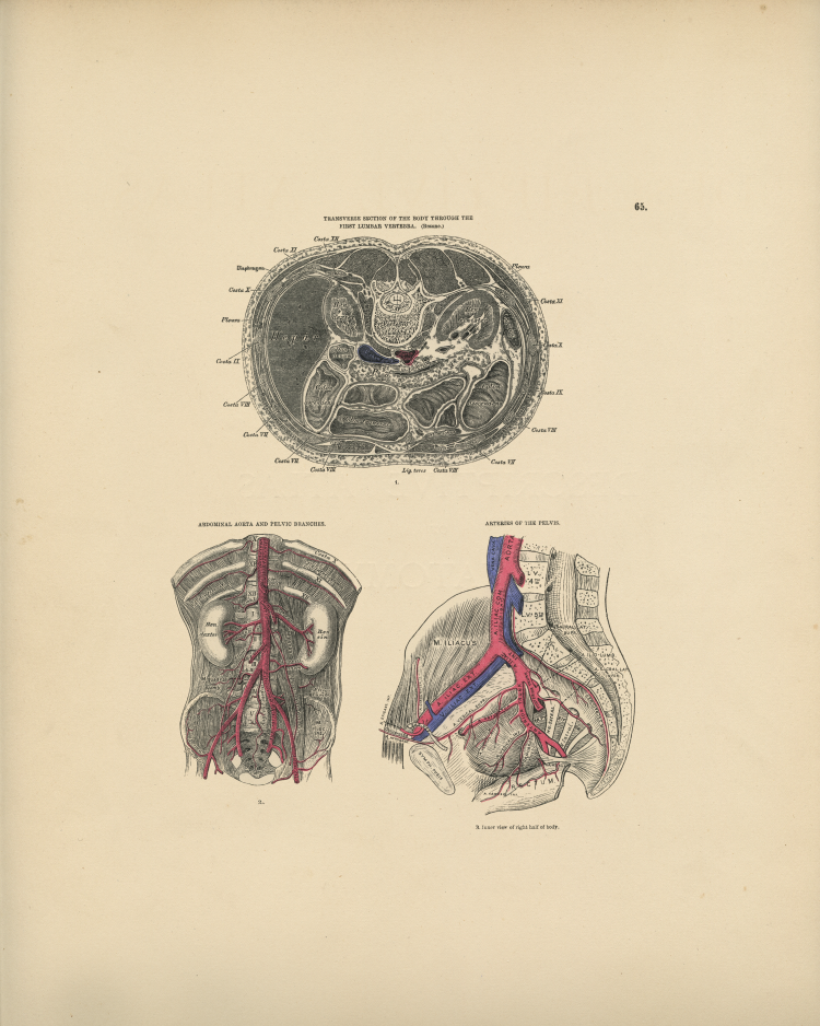 Arteries Print