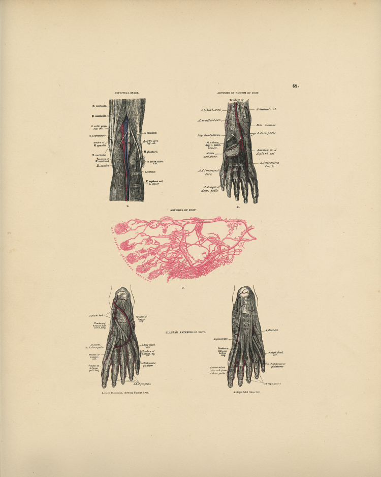 Foot Artery Print