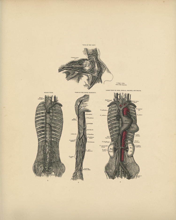 Veins Anatomy Print