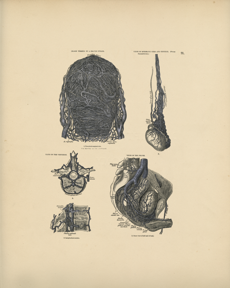 Veins Anatomy Print