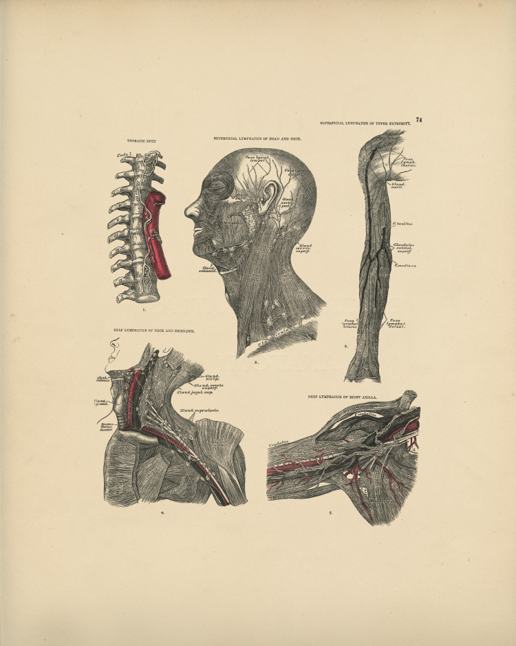 Lymphatics Print