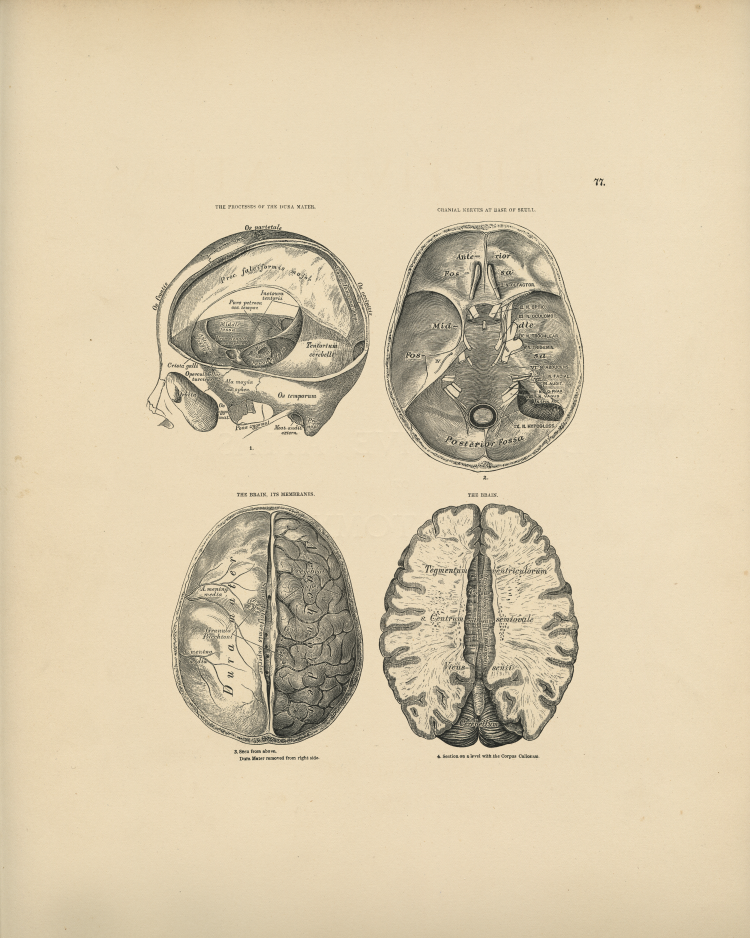 Skull Anatomy Print