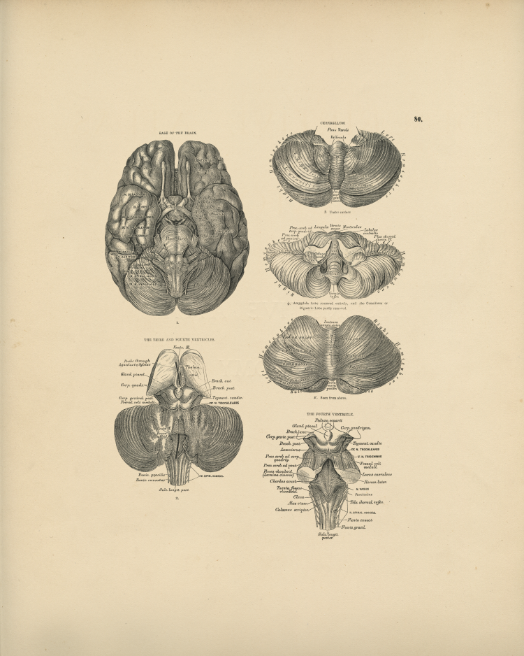 Brain Anatomy Print