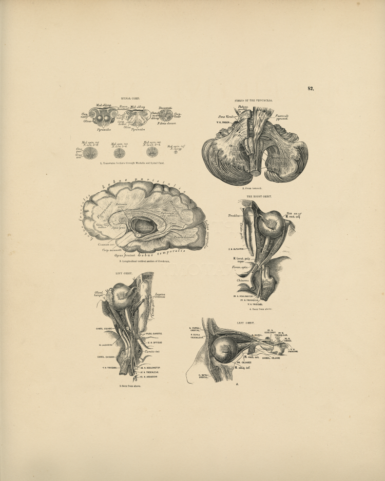 Brain and Eye Print