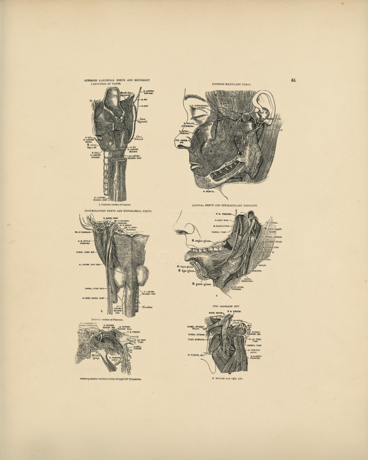 Nerve Anatomy Print