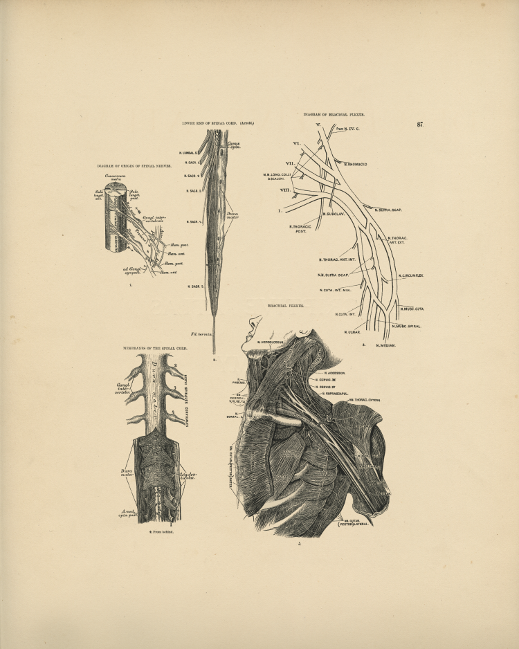 Brachial Plexus Print