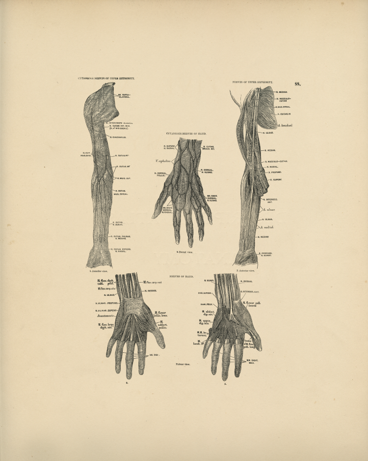 Nerve Anatomy Print