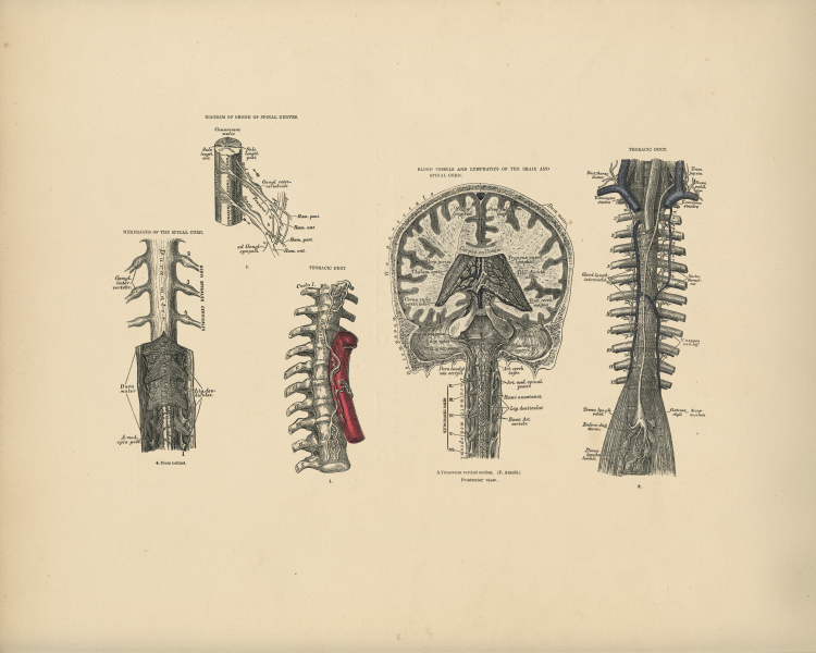 Spinal Cord Print