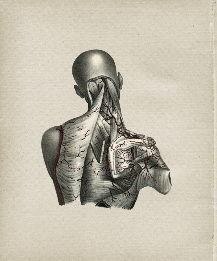 Arteries of the Shoulder and Neck Print