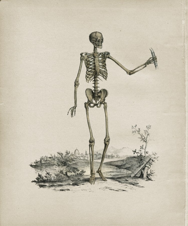 Anterior Skeleton Vintage Print