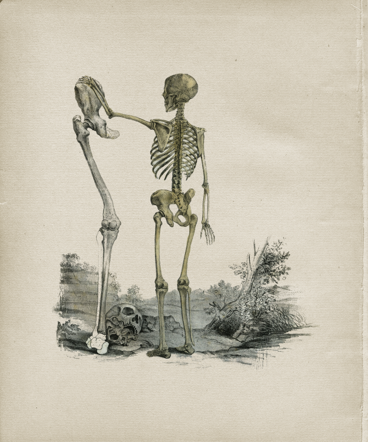 Posterior Skeleton Large Leg Bone Print