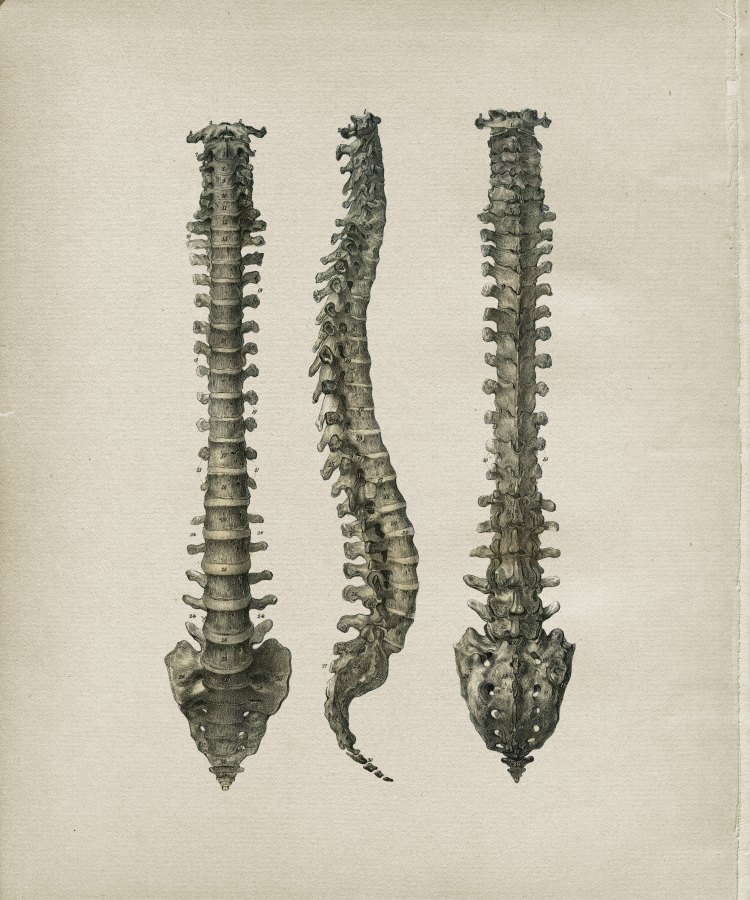 Skeletal Spinal Column Print