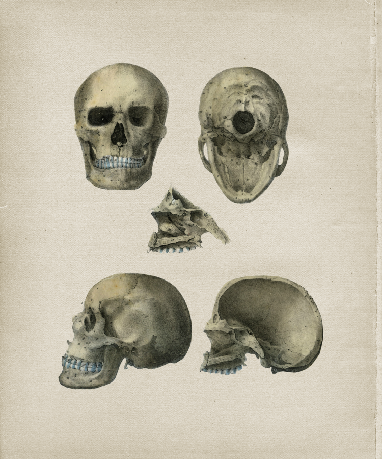 Skeletal Bones of the Skull Print