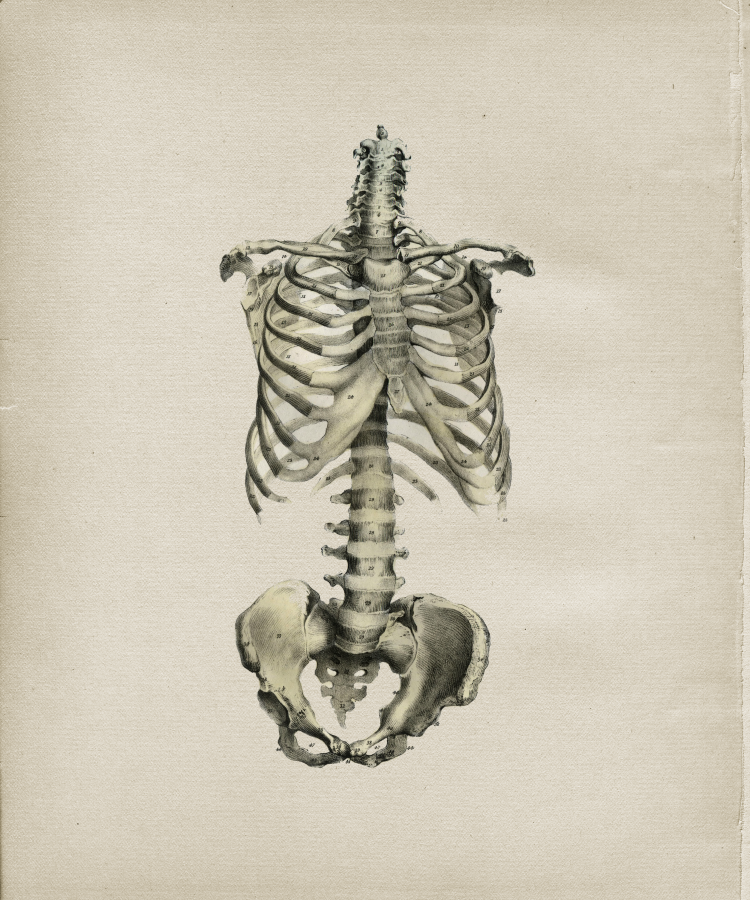 Anterior Ribs Spine Pelvis Skeleton Print