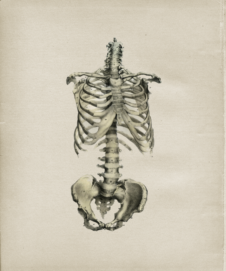 Rib Cage & Spine