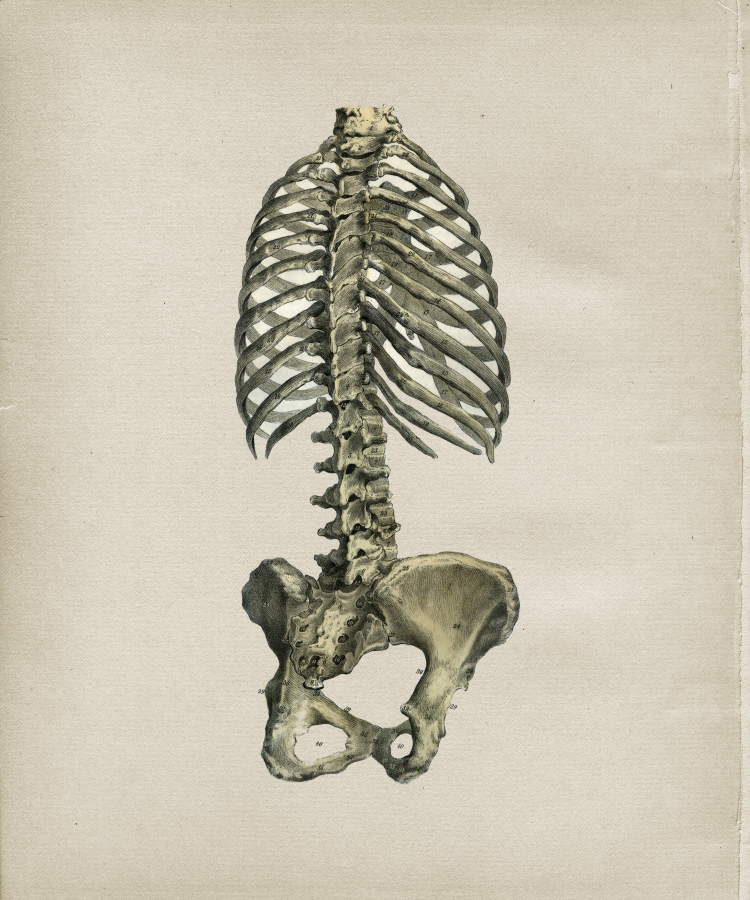 Posterior Spine Pelvis Skeleton Print