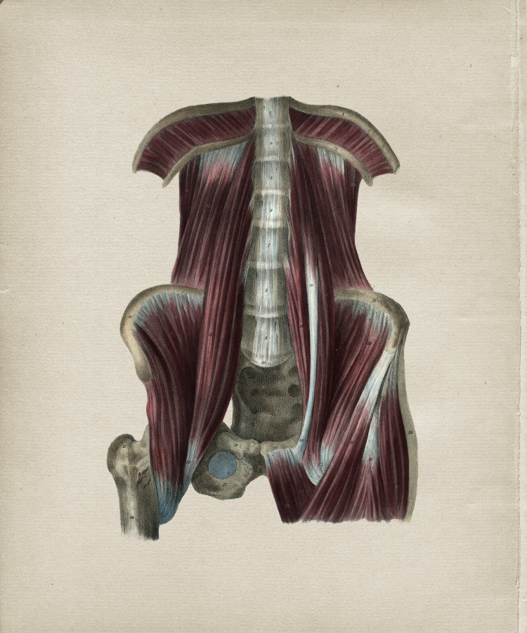 Muscle Anatomy Print