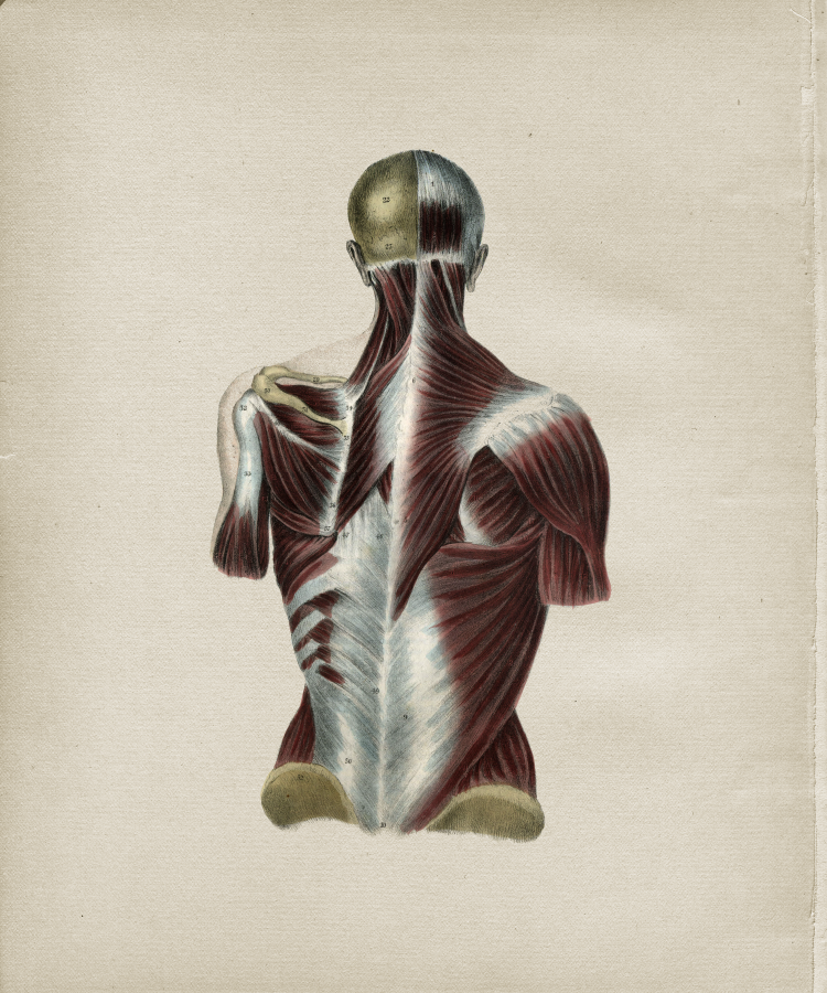 Muscle Anatomy Print
