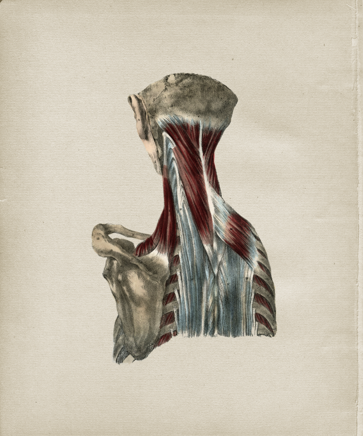 Muscle Anatomy Print