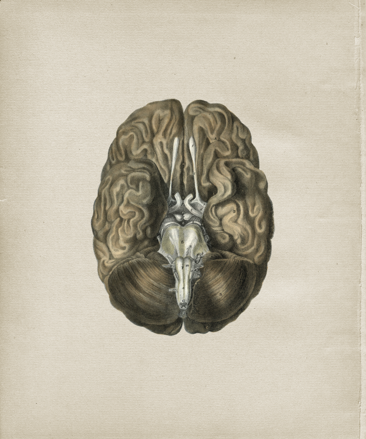 Brain Anatomy Print