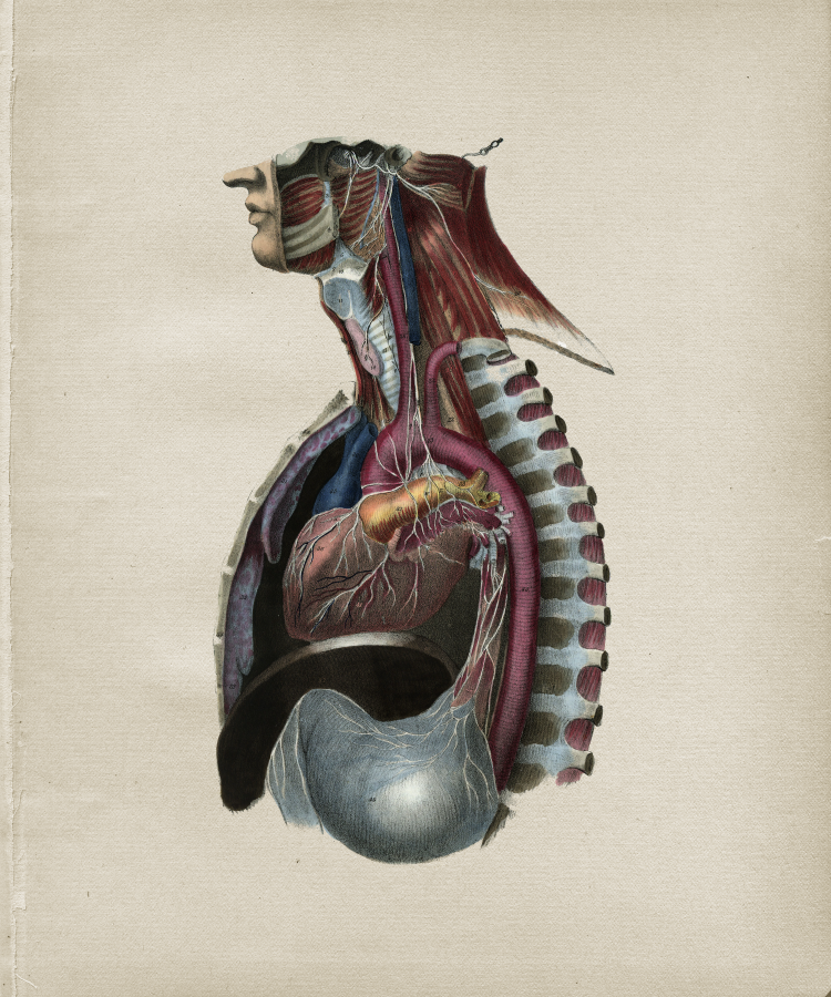 Nerve Anatomy Print