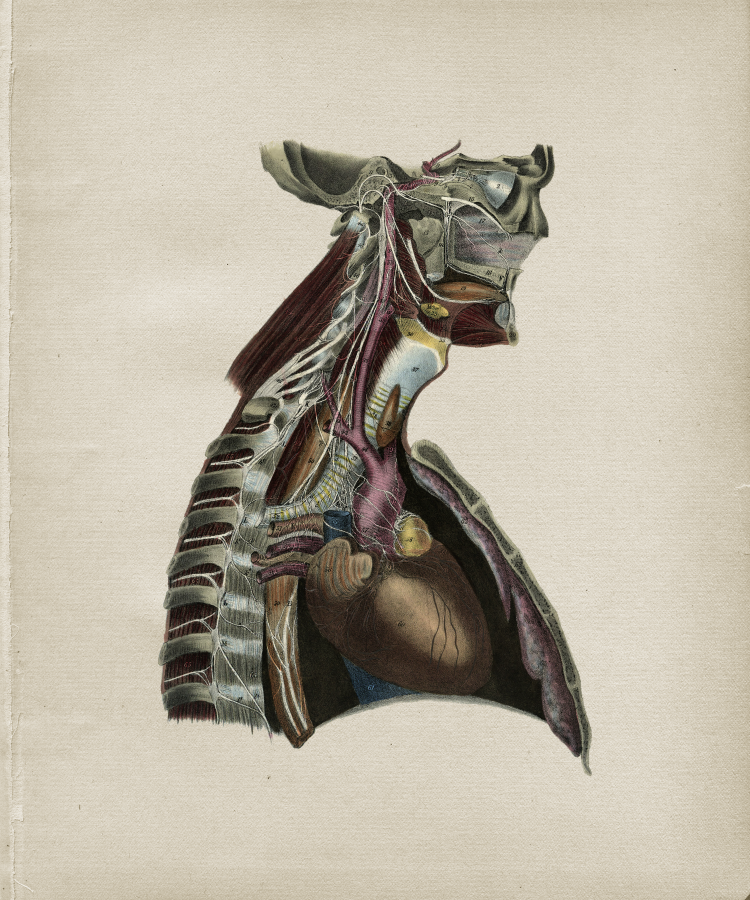 Nerve Anatomical Print