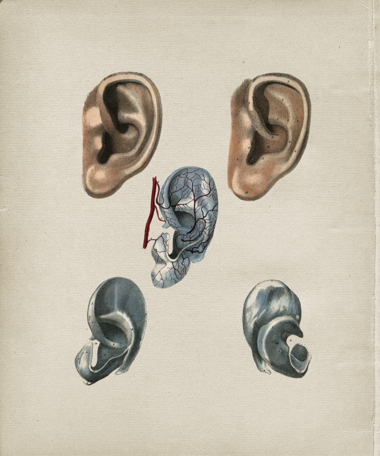 Ear Anatomy Print