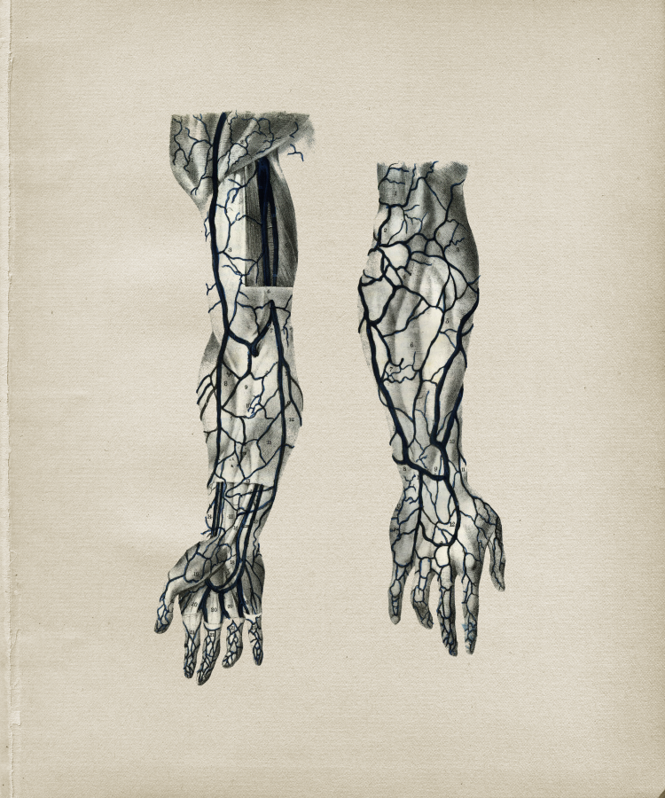 Arm Anatomy Print