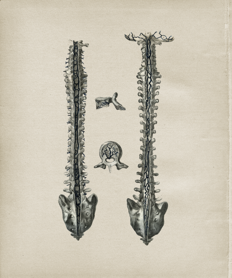 Spine Anatomy Print