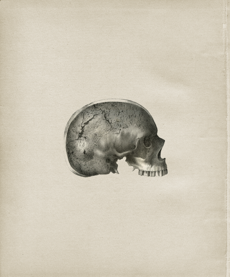 Skull Anatomy Print