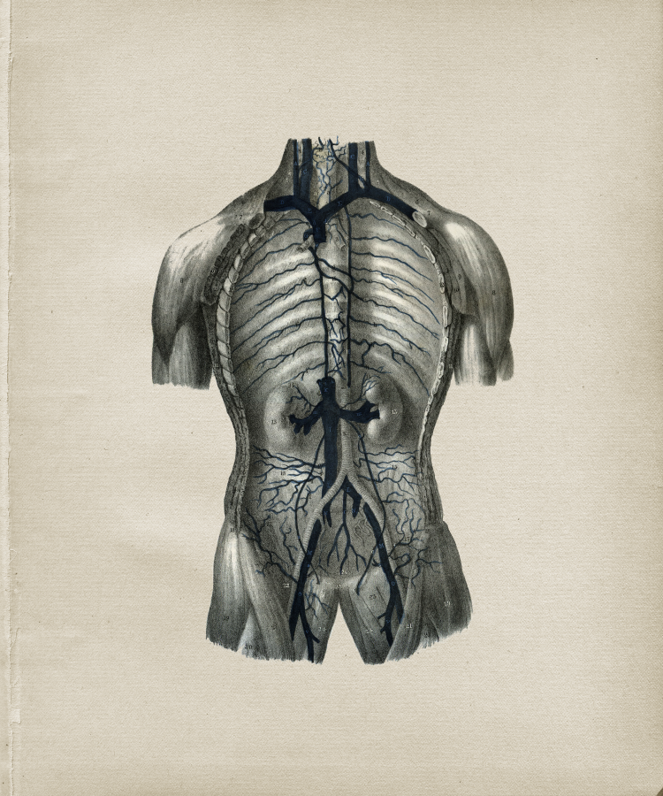 Vein Anatomy Print