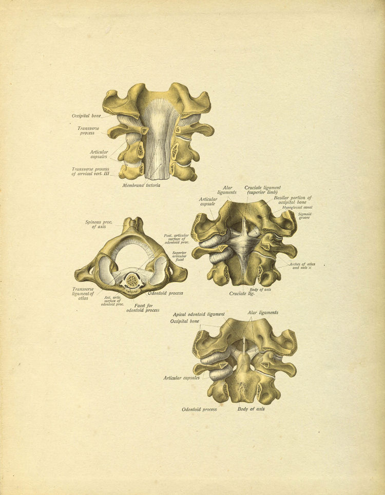 Cervical Vertebrae Print