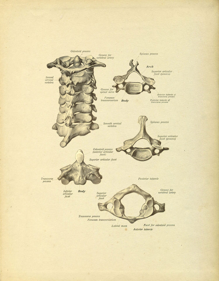 Cervical Vertebrae Print