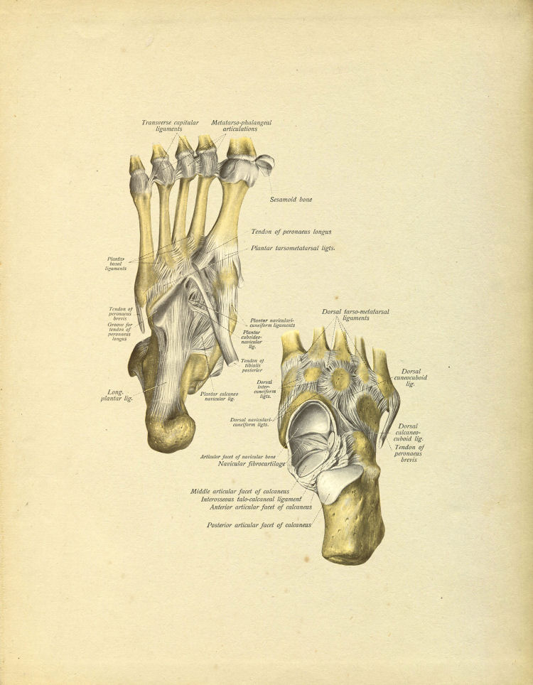 Foot Bones Print