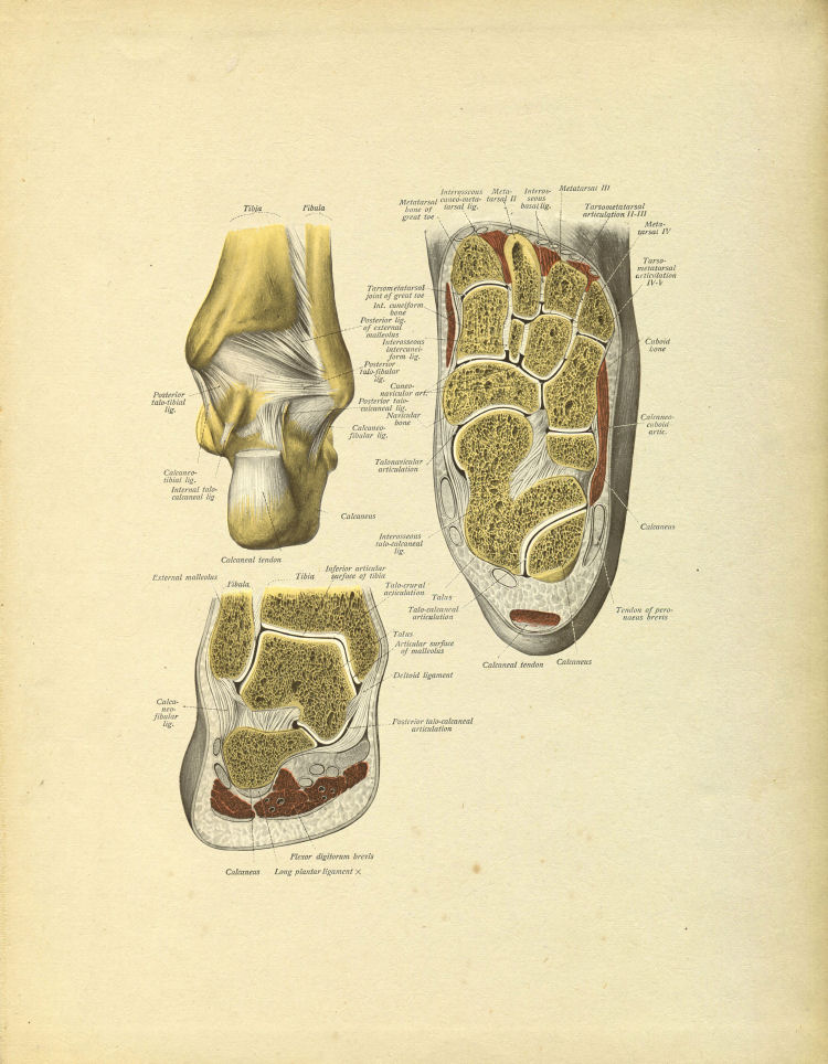 Foot Bones Print